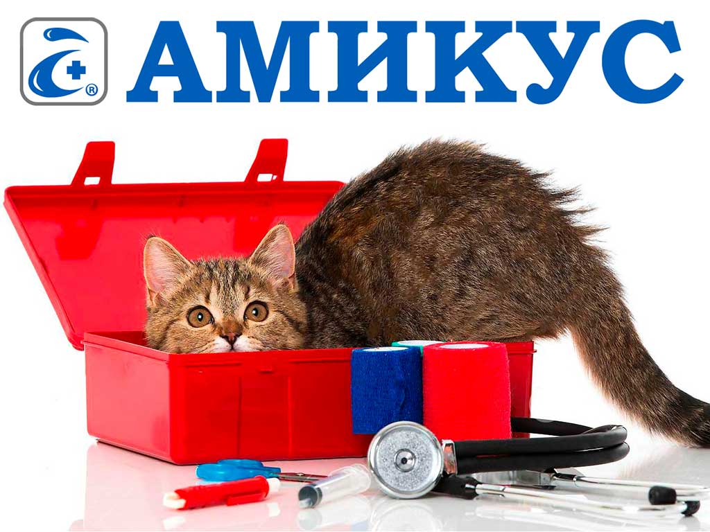 Амикус